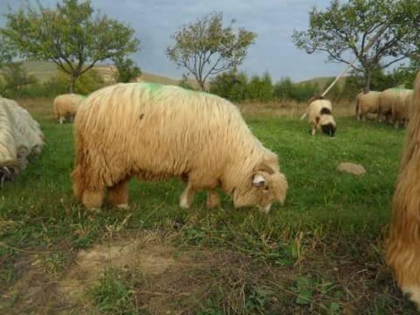 received_1151822964899276 - tucana alba