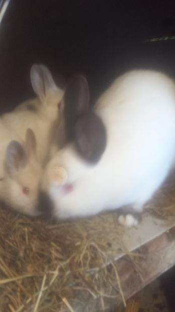  - Iepuri californieni