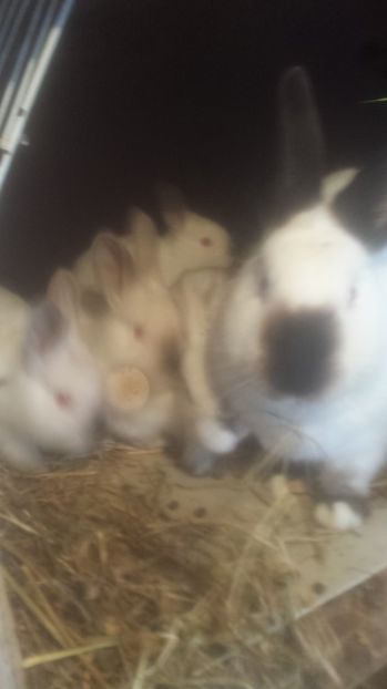  - Iepuri californieni