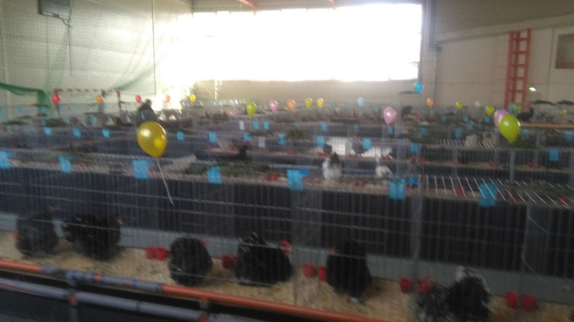  - 0 EXPOZITIE BREAZA 2017