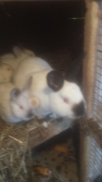  - Iepuri californieni