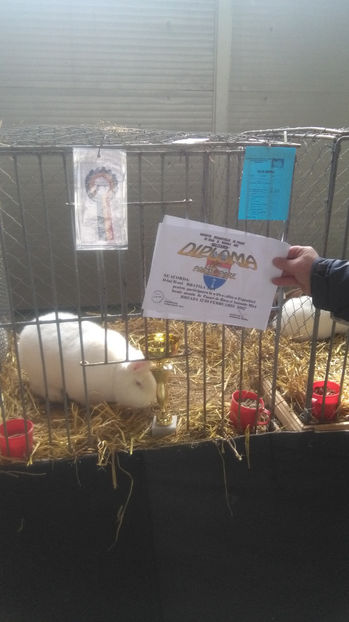  - 0 EXPOZITIE BREAZA 2017