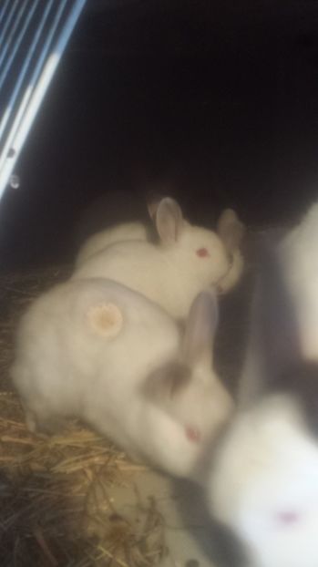  - Iepuri californieni