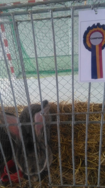  - 0 EXPOZITIE BREAZA 2017