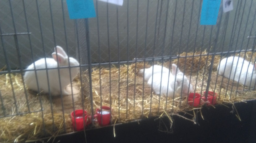  - 0 EXPOZITIE BREAZA 2017