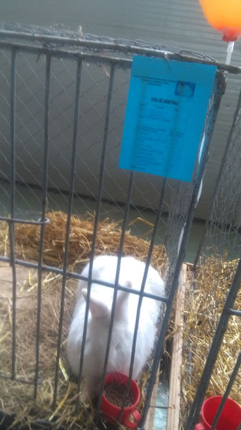  - 0 EXPOZITIE BREAZA 2017