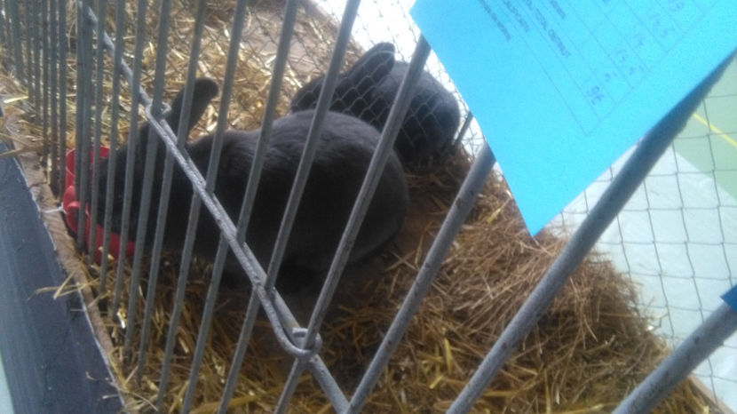  - 0 EXPOZITIE BREAZA 2017