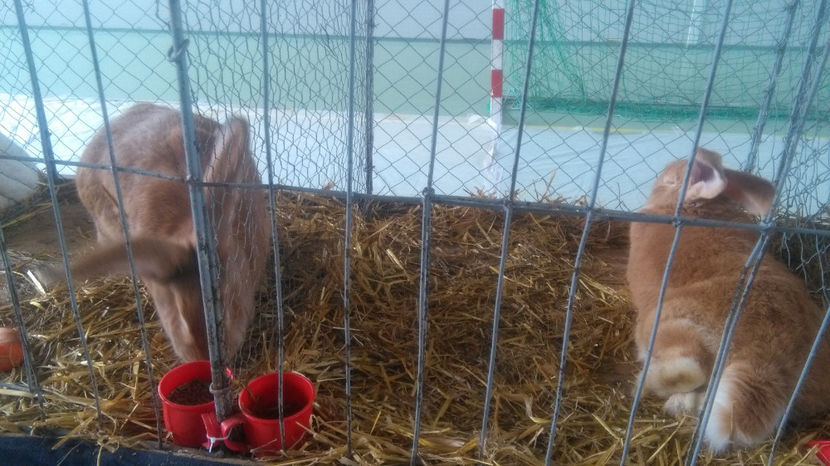  - 0 EXPOZITIE BREAZA 2017