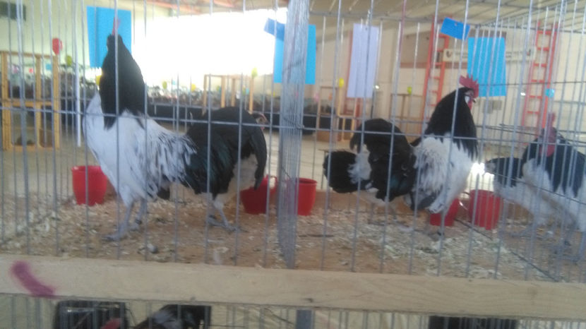  - 0 EXPOZITIE BREAZA 2017