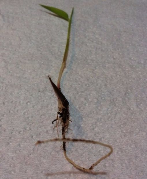 Moso bambu - Moso Bamboo-Phyllostachys pubescens