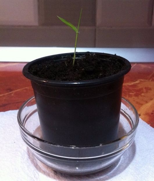 Moso Bambu rasad - Moso Bamboo-Phyllostachys pubescens