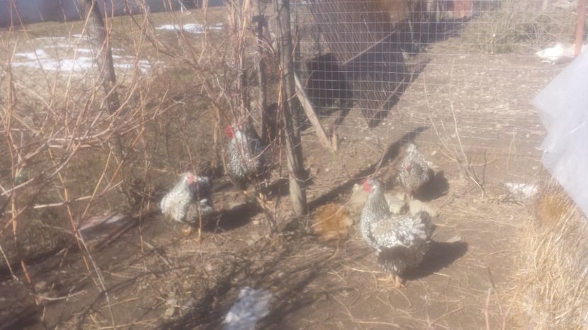  - Gaini  wiandouth argintiu 2017