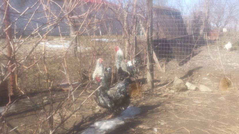  - Gaini  wiandouth argintiu 2017