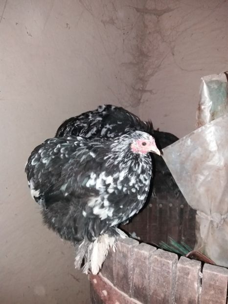  - Cochinchina pitic bobat