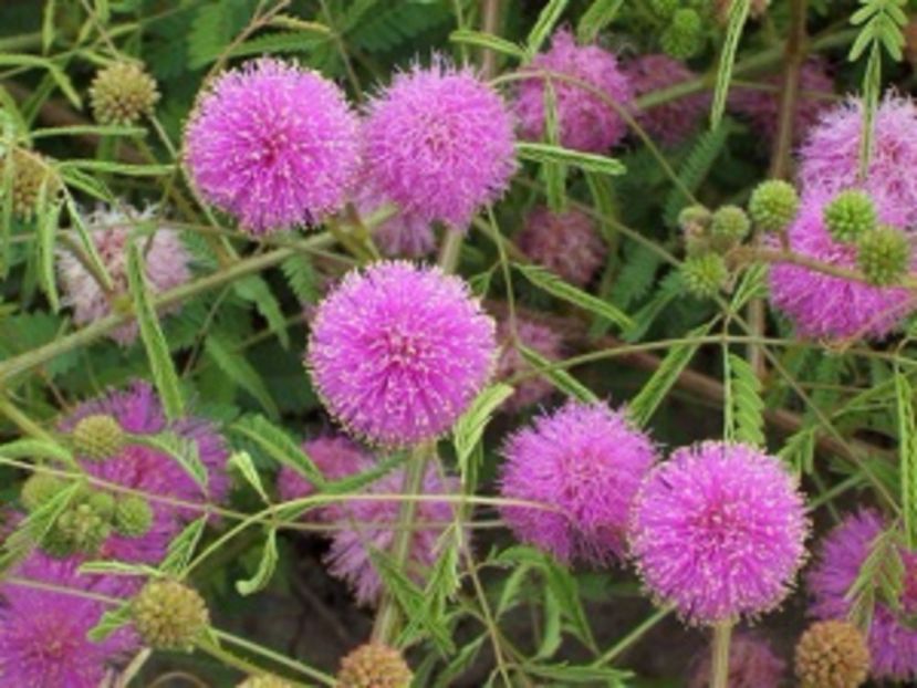 Mimosa pudica seminte - Mimosa Pudica