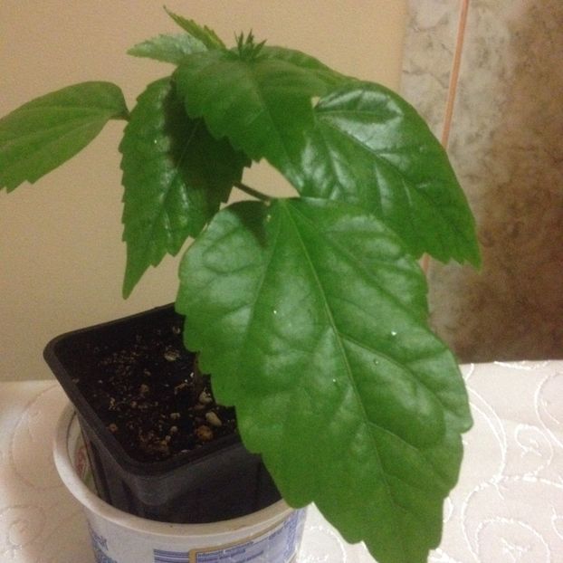 classic grena 12 - hibiscus