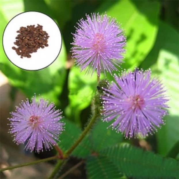 Mimosa pudica - Mimosa Pudica