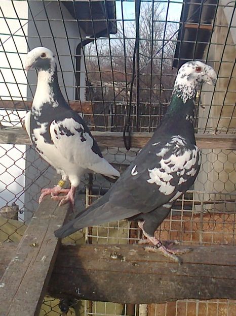 Perechea 2 - F ___ VOIAJORI GERMANI