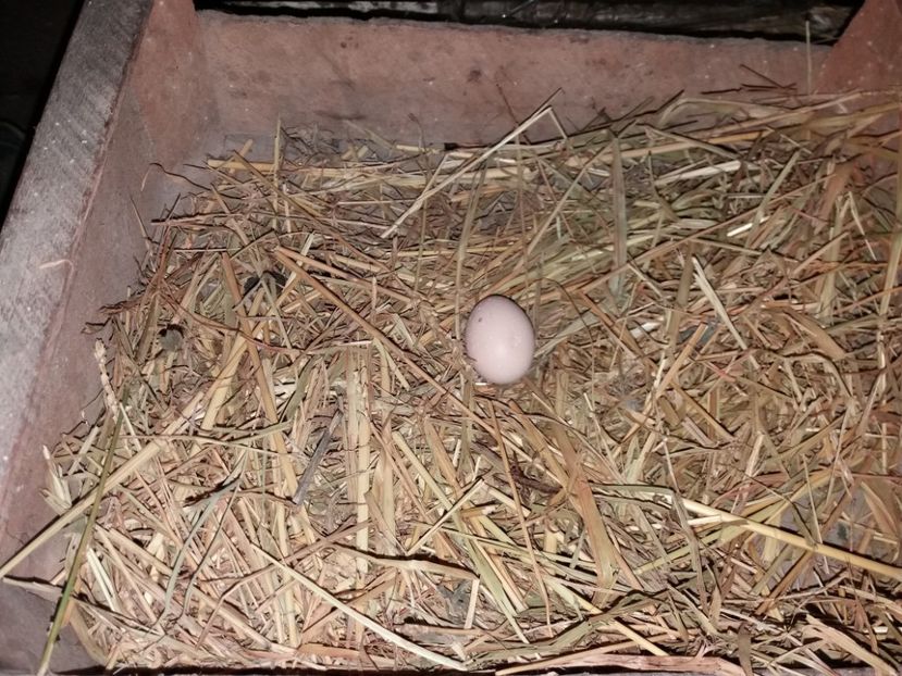  - Cochinchina pitic bobat