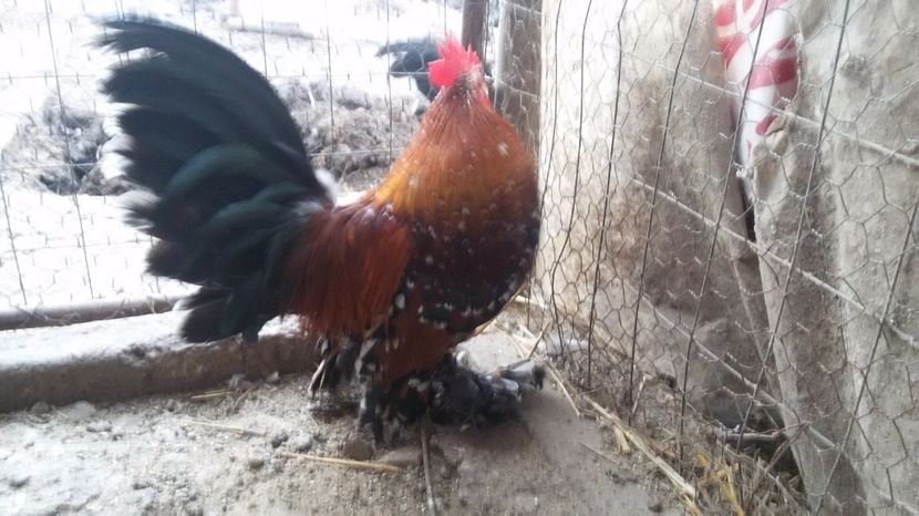  - Mii de flori portelan