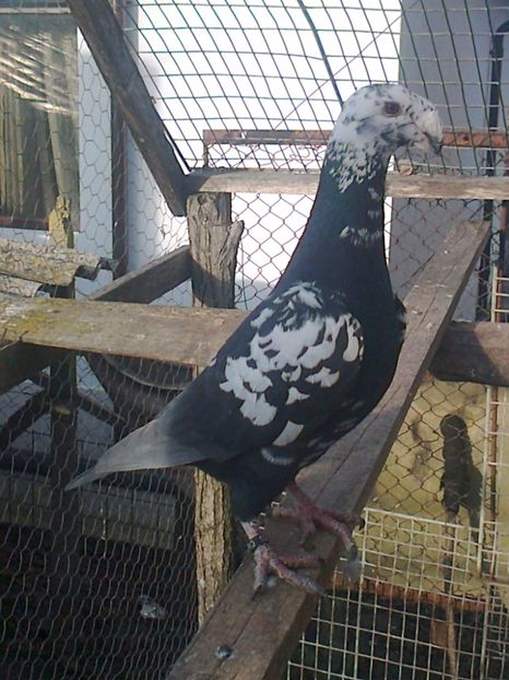 M 2016 - 11 --- Masculi