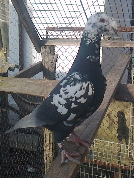 fotografie2818_001 - 11 --- Masculi