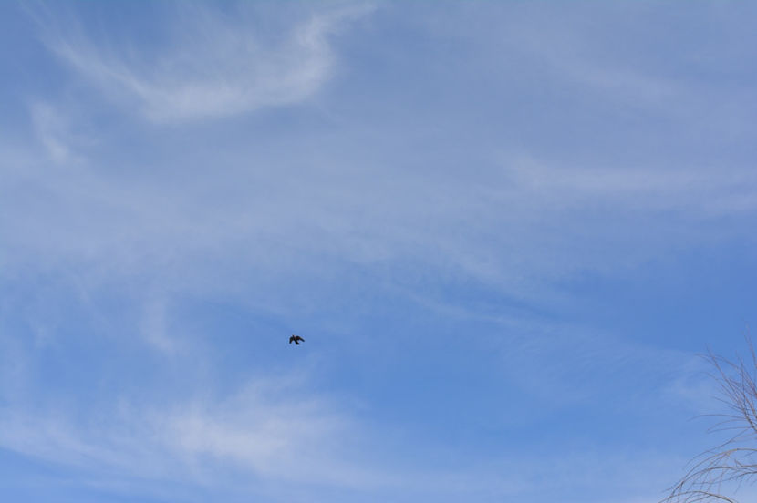 un zbor usor - Tippleri