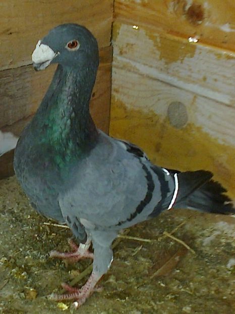 M 2015 - 11 --- Masculi