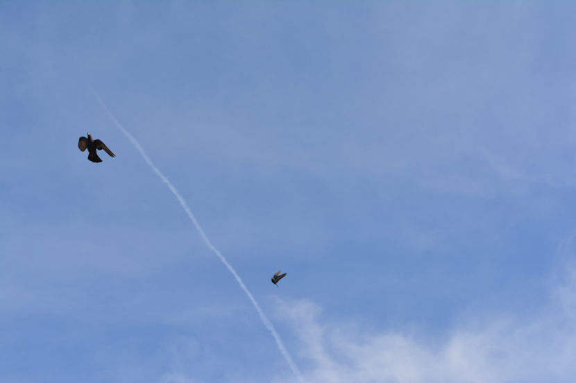 zbor in pereche - Tippleri