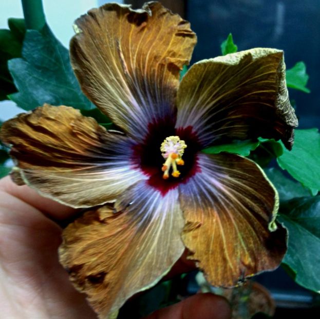  - DPs Black Revolution