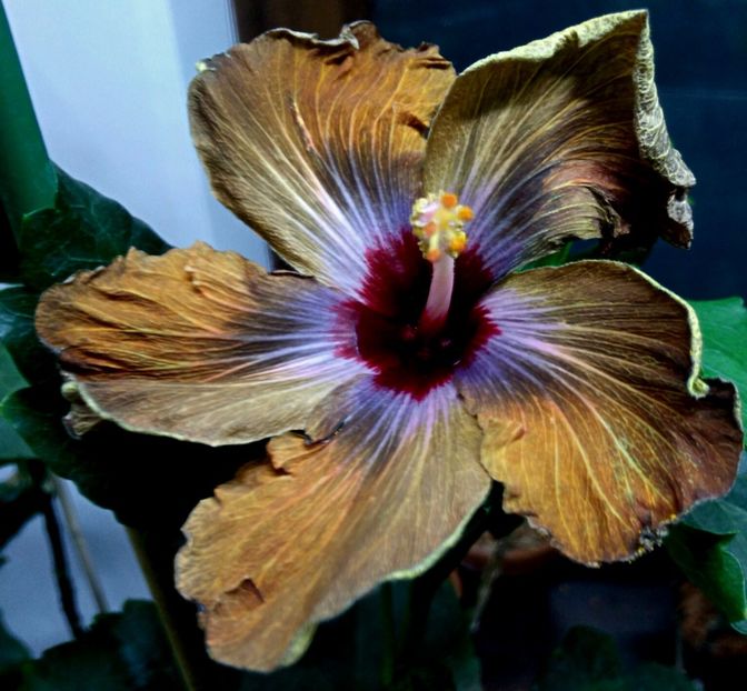  - DPs Black Revolution