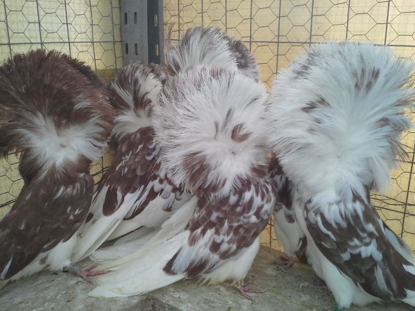 4 feb 2017 011 - Gulerati 2017