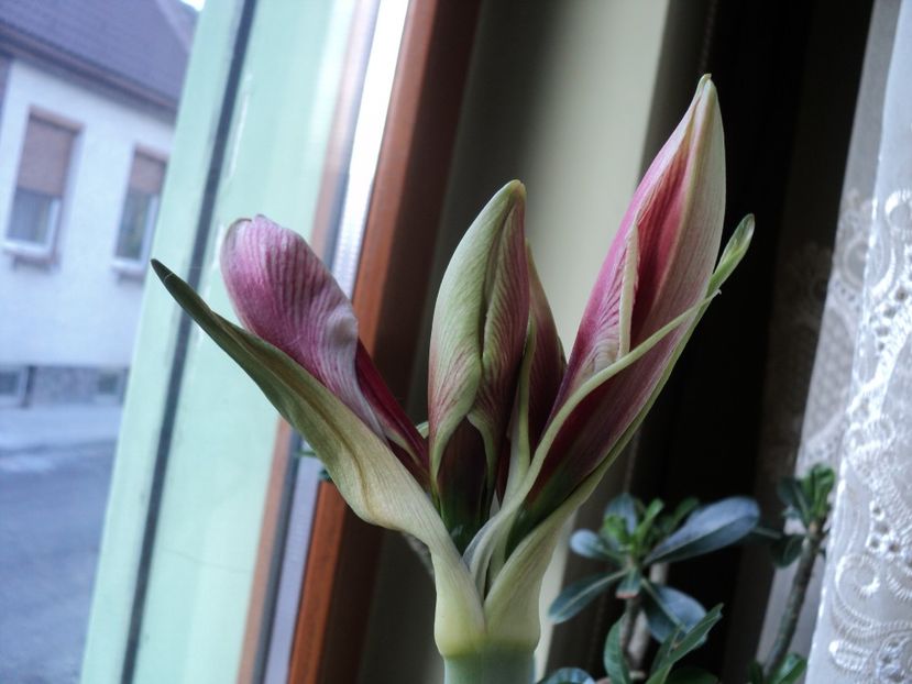 Gervase,febr.2017 - CRINI