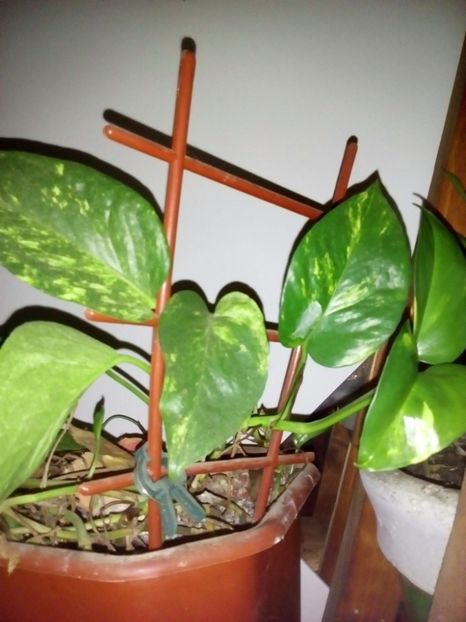 Pui philodendron,5 lei - Philodendron_pui