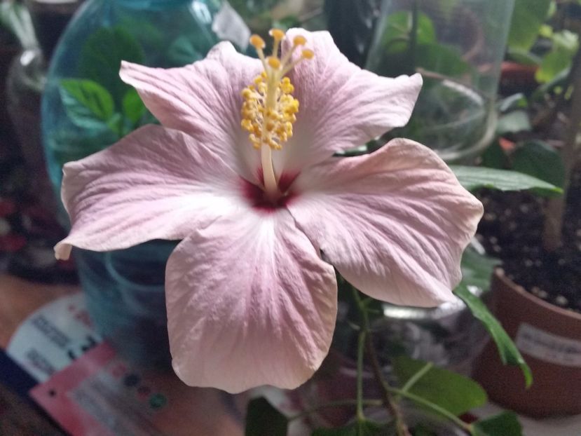 Cairo pink - Hibiscusi 2017