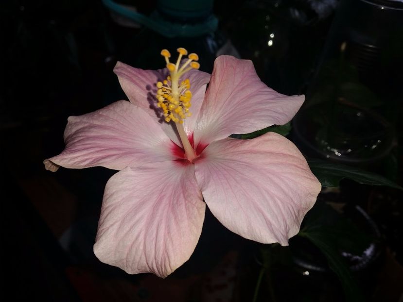 Cairo pink - hibiscus