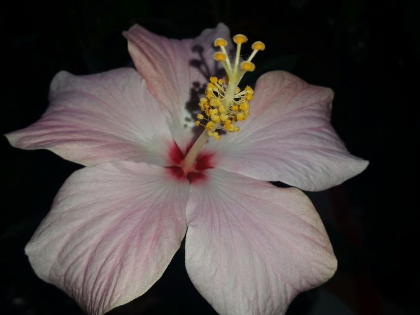  - hibiscus
