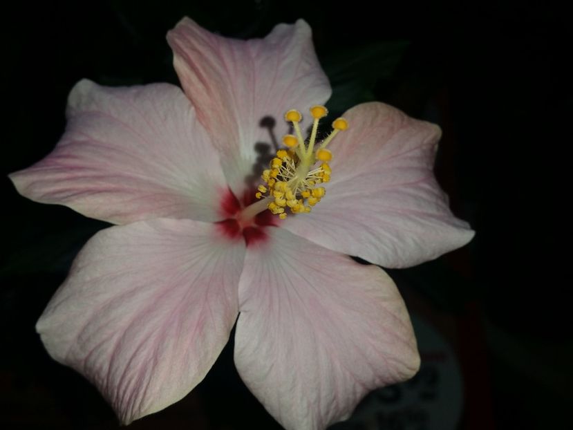 26-02-2017 - hibiscus