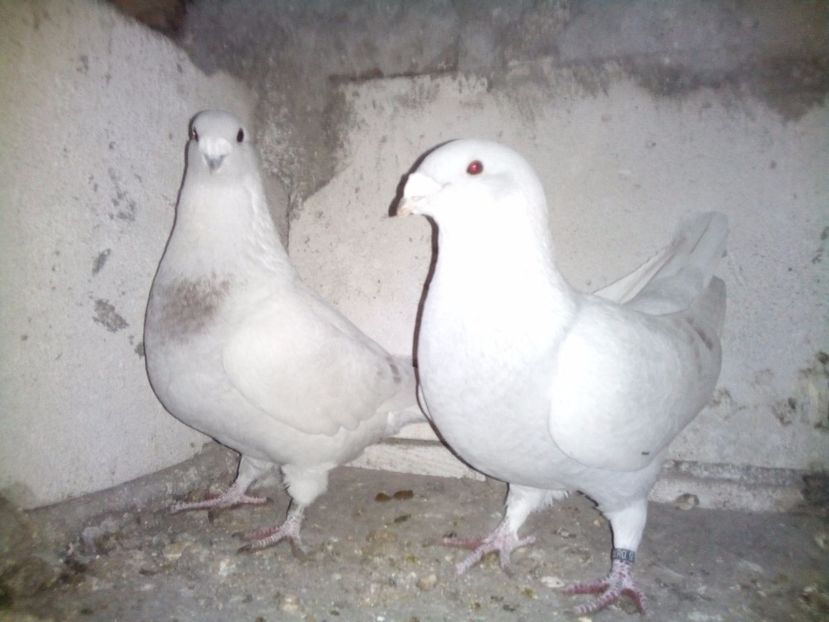  - Standard pentru 2017