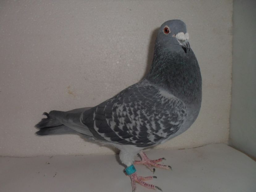 MASCUL OLANDEZ 100 ron - VANZARE 2017