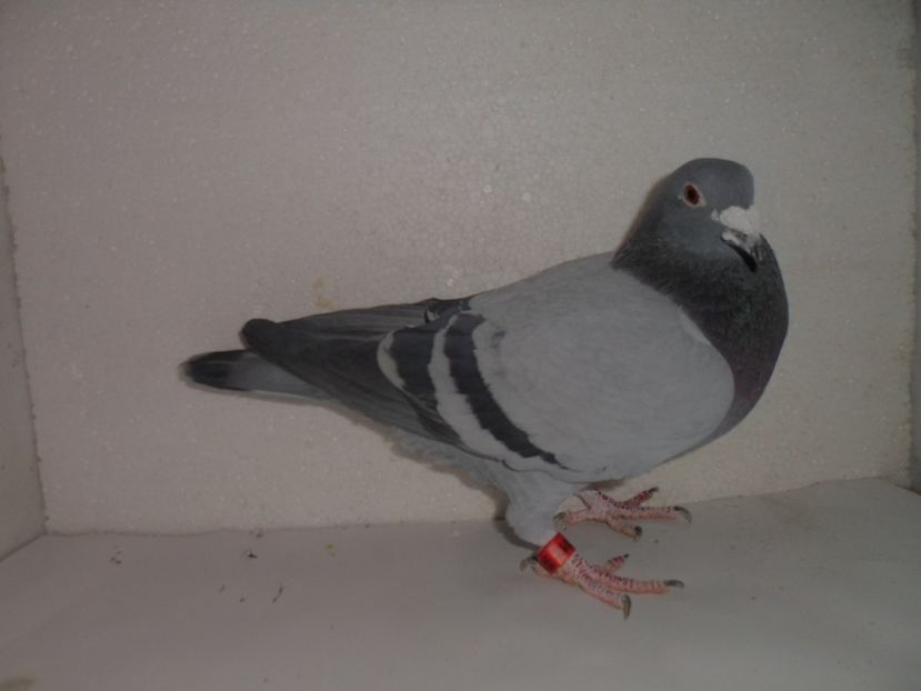 FEMELA - VANZARE 2017