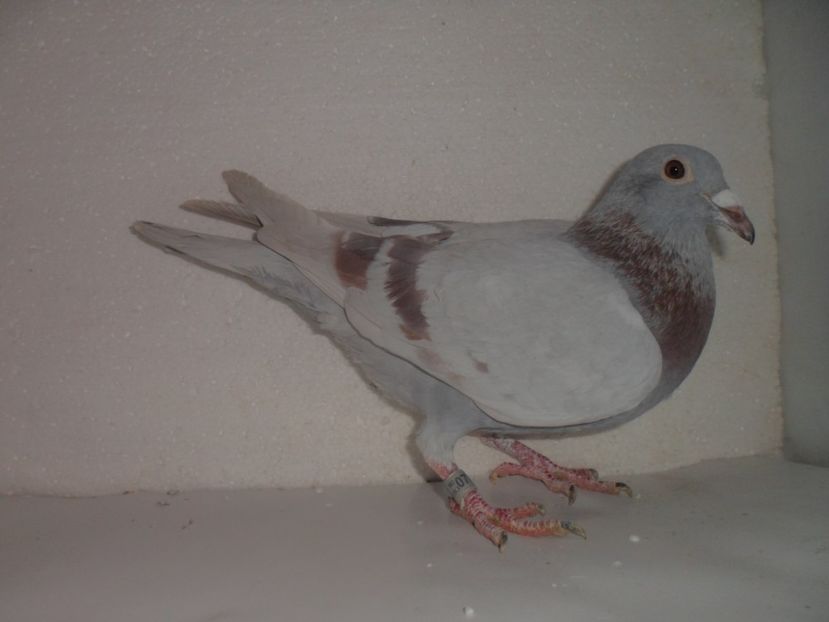 PUI TARDIV MASCUL vandut - VANZARE 2017