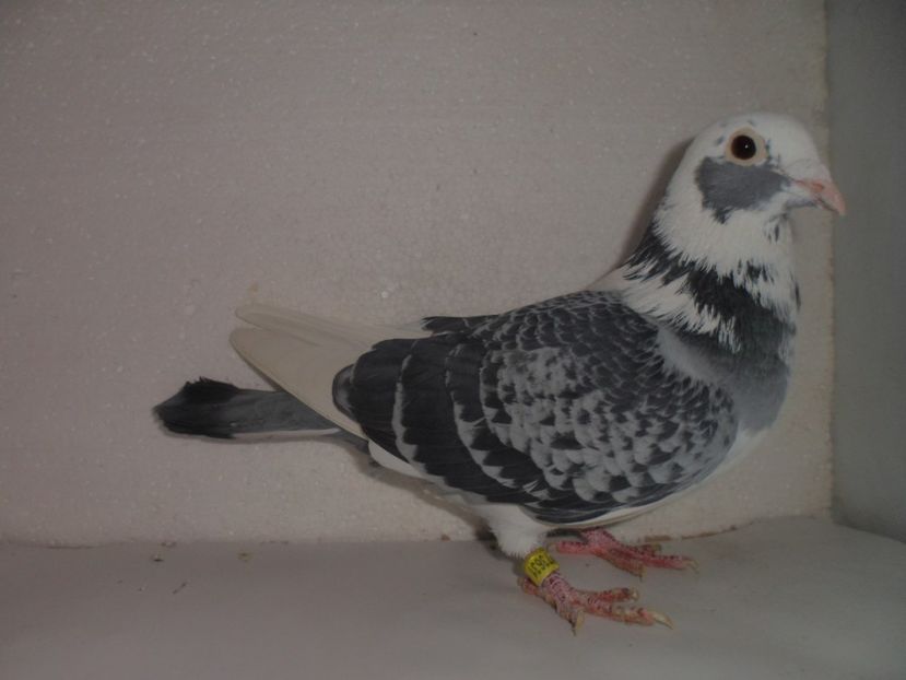 ARDEN MASCUL - VANZARE 2017