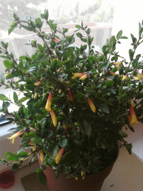 iacobinia-rez. - februarie 2017