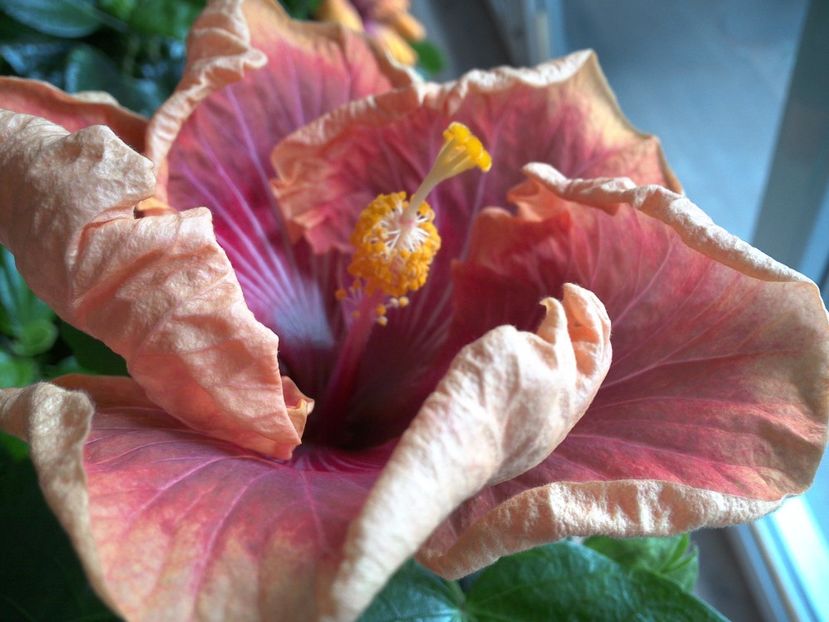 WIN_20170226_103212 - Jolanda Gommer