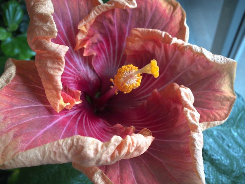 WIN_20170226_103307 - Jolanda Gommer