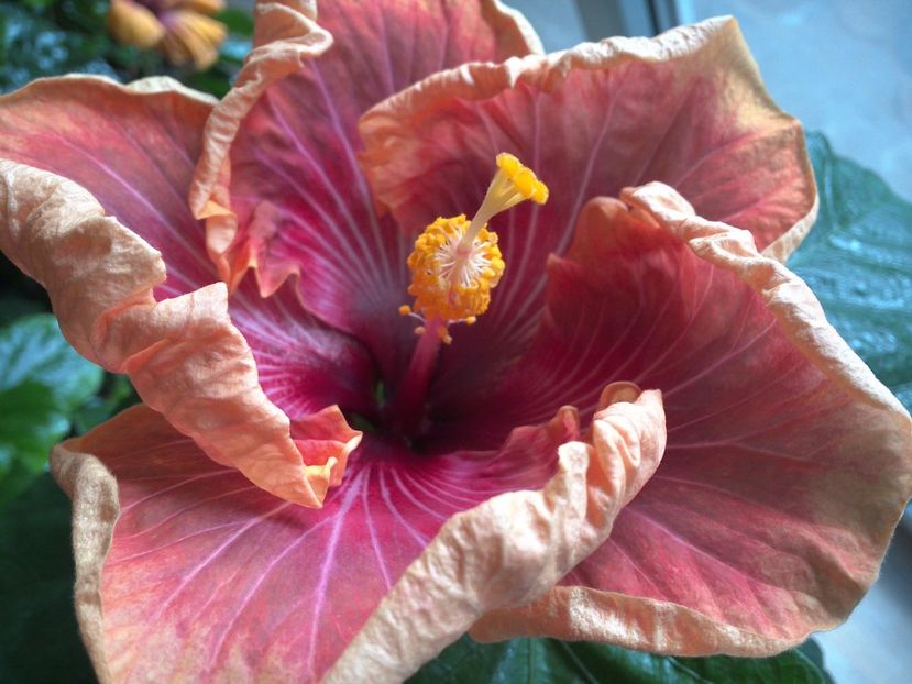 WIN_20170226_103324 - Jolanda Gommer