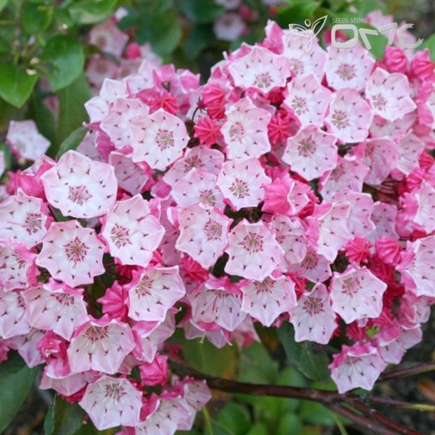 Kalmia Latifolia – Montain Laurel - familia Dafin - Kalmia Latifolia Montain Laurel familia Dafinului