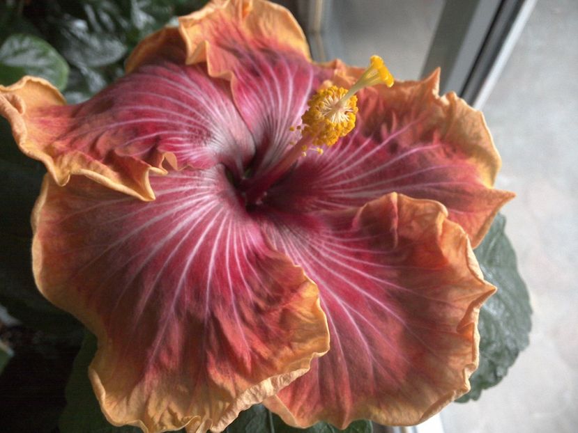 WIN_20170226_110025 - Jolanda Gommer