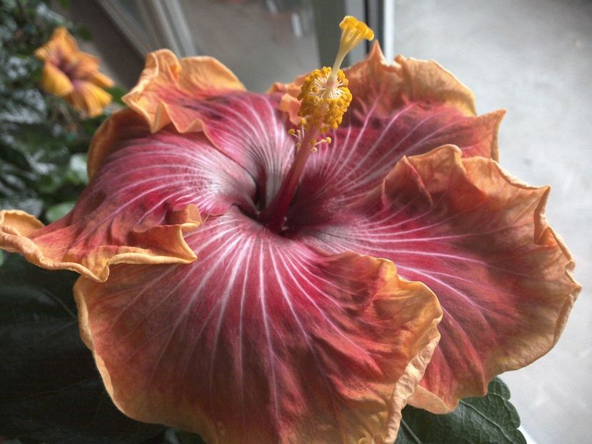 WIN_20170226_110043 - Jolanda Gommer